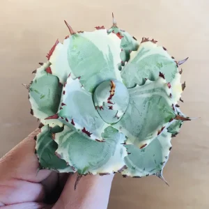 1 王妃甲蟹錦 厚葉 コンパクタ アガベ Agave isthmensis ‘Ohi Kabutogani’ f. variegata